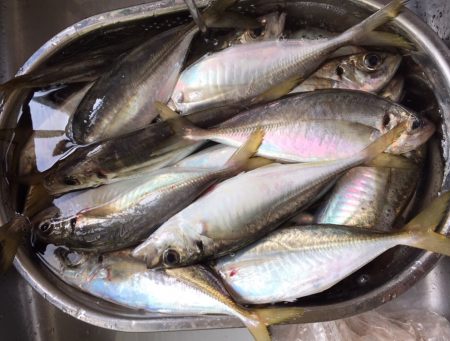 久々爆良型アジ！