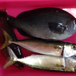 ウキ釣りの成果