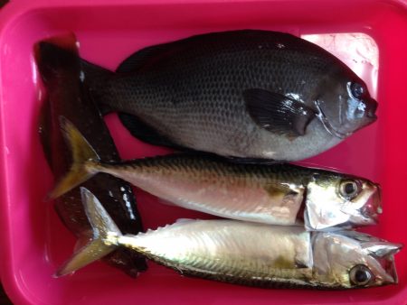 ウキ釣りの成果