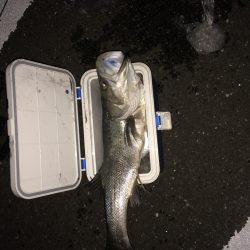 シーバス好釣！