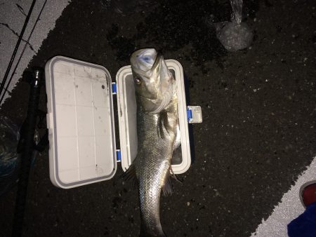 シーバス好釣！