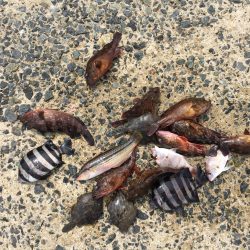 今年初のカワハギ