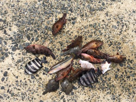 今年初のカワハギ