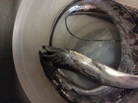 佐野川から食品コンビナート