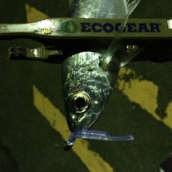 ナイトアジング、デイアジング