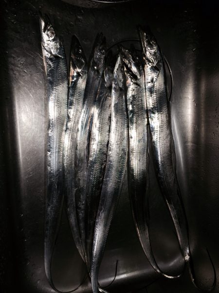 さんまフィッシング