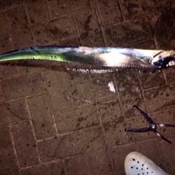 連日太刀魚ドラゴン調査