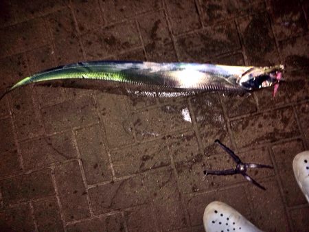 連日太刀魚ドラゴン調査