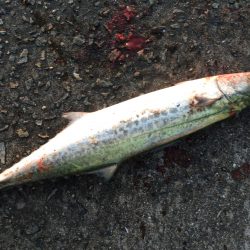 サゴシ、タチウオ好釣‼︎