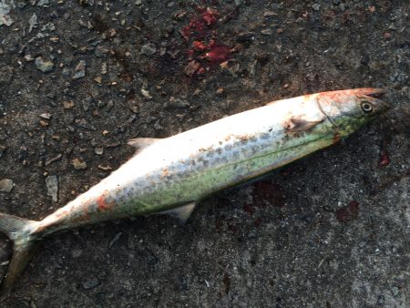 サゴシ、タチウオ好釣‼︎