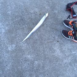 太刀魚は何処へ