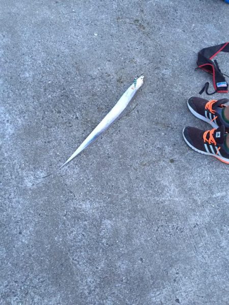 太刀魚は何処へ