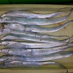 マリーナで太刀魚！