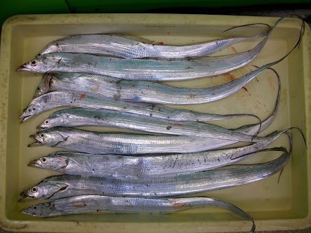 マリーナで太刀魚！