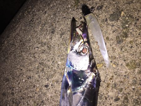 泉佐野のタチウオ