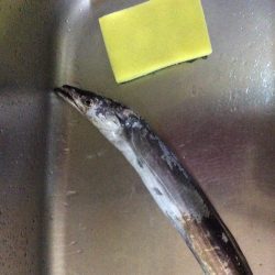 佐野川にて太刀魚