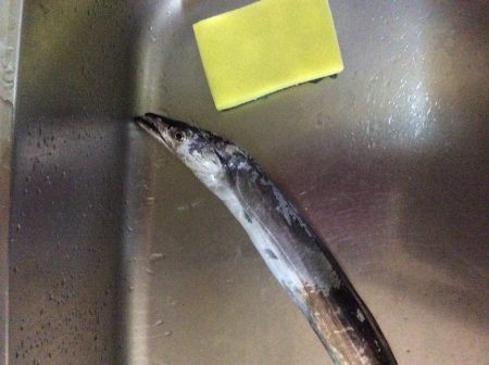 佐野川にて太刀魚