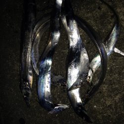 ムコイチパトロール