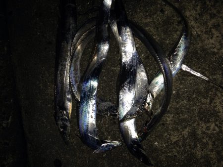 ムコイチパトロール