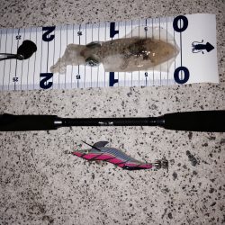 新子調査 in二見