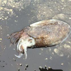 かろうじて本命ゲット