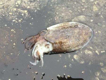 かろうじて本命ゲット