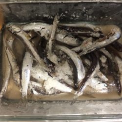 イワシ入れ食い\(^o^)/のませは不発