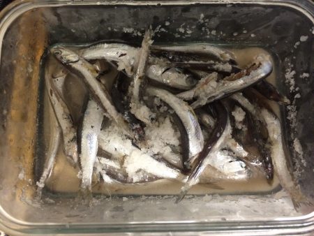 イワシ入れ食い＼(^o^)／のませは不発