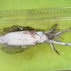 一杯だけですが