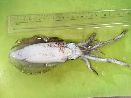 一杯だけですが