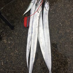 岸和田 一文字 ショアジギング？