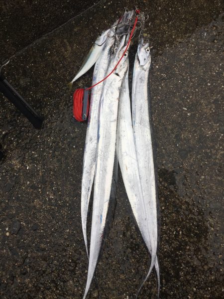 岸和田 一文字 ショアジギング？