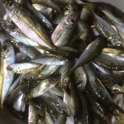 エギングからのサビキ