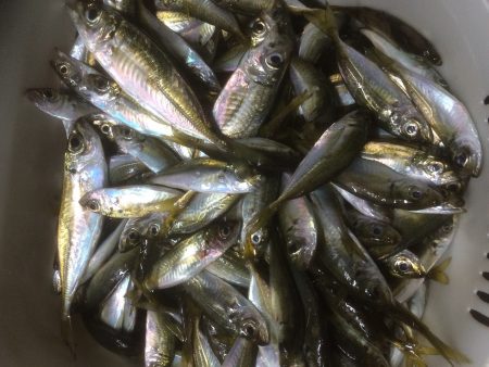 エギングからのサビキ