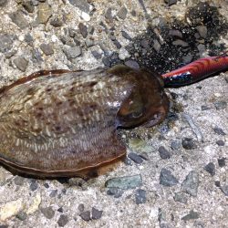 タイムリミットは60分！