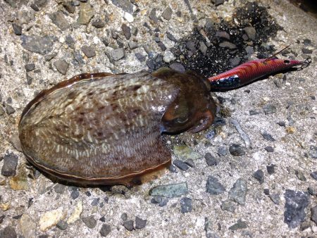 タイムリミットは60分！