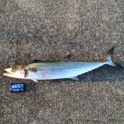 IPでサワラ78cm！