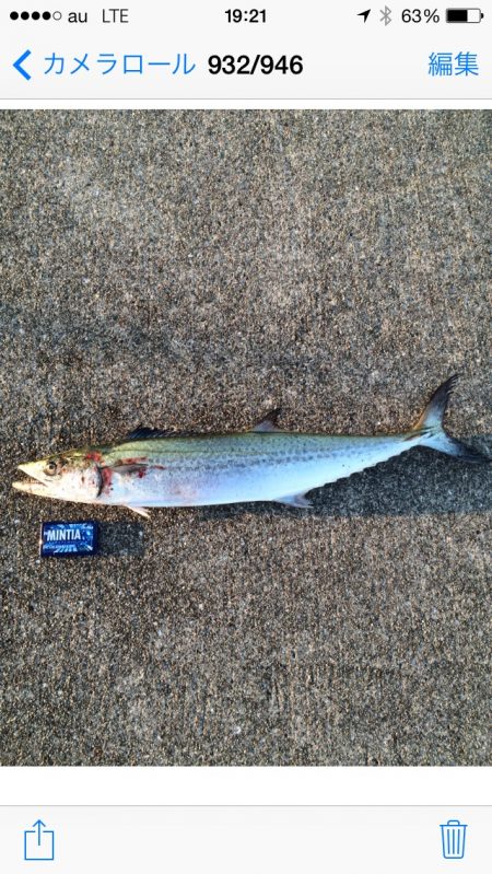 IPでサワラ78cm！