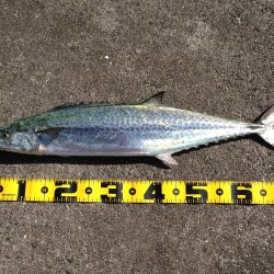 岸和田一文字でサワラ！