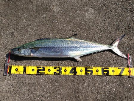 岸和田一文字でサワラ！