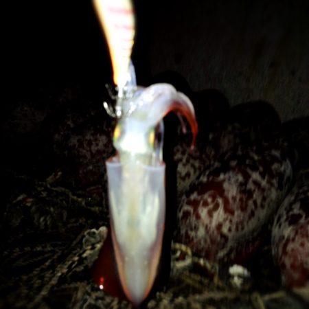 ようやくまともに釣れました！