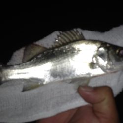 キビレ&チーバス