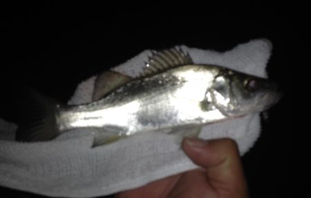 キビレ&チーバス