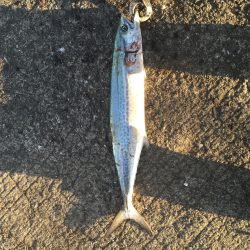 サワラリベンジ!