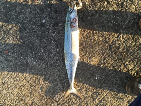 サワラリベンジ!