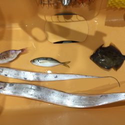 なんとかタチウオ釣れた