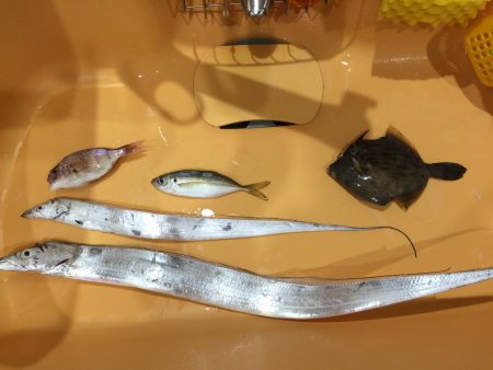 なんとかタチウオ釣れた