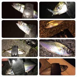 アジング！ひったくり！