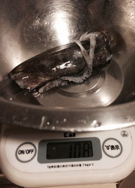 アオリイカ少しずつサイズアップ