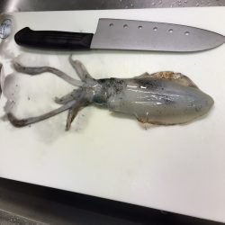 エギングファイト